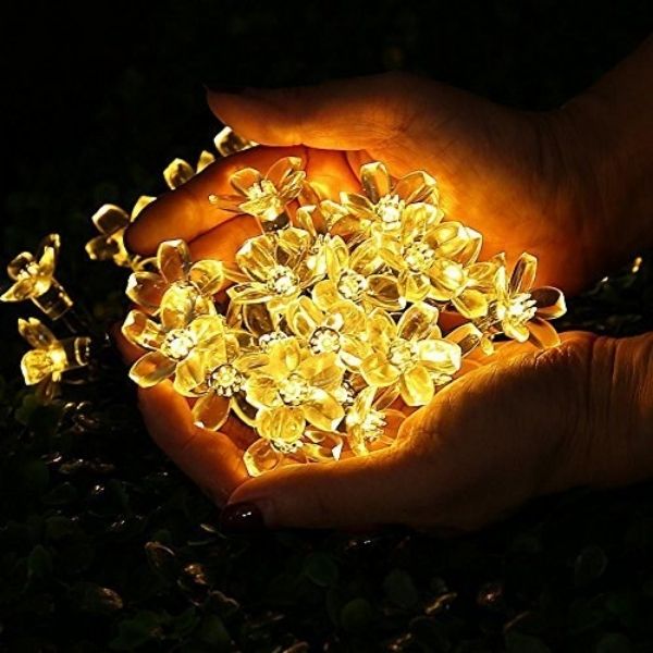 DAISYGLOW