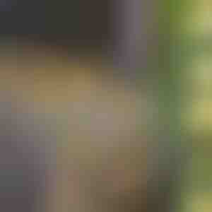 Solar Sprookjesverlichting met Kunstmatige Taxusbladeren (5 m) | LEAFGLO