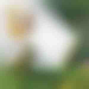 Meerkopslangsproeier | SPRAYMASTER